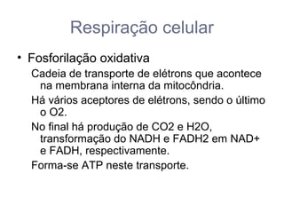 Respiração celular
• Fosforilação oxidativa
Cadeia de transporte de elétrons que acontece
na membrana interna da mitocôndria.
Há vários aceptores de elétrons, sendo o último
o O2.
No final há produção de CO2 e H2O,
transformação do NADH e FADH2 em NAD+
e FADH, respectivamente.
Forma-se ATP neste transporte.
 