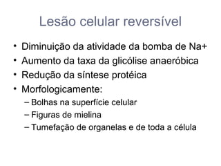 Lesão celular reversível
• Diminuição da atividade da bomba de Na+
• Aumento da taxa da glicólise anaeróbica
• Redução da síntese protéica
• Morfologicamente:
– Bolhas na superfície celular
– Figuras de mielina
– Tumefação de organelas e de toda a célula
 