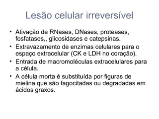 Lesão celular irreversível
• Ativação de RNases, DNases, proteases,
fosfatases,, glicosidases e catepsinas.
• Extravazamento de enzimas celulares para o
espaço extracelular (CK e LDH no coração).
• Entrada de macromoléculas extracelulares para
a célula.
• A célula morta é substituída por figuras de
mielina que são fagocitadas ou degradadas em
ácidos graxos.
 