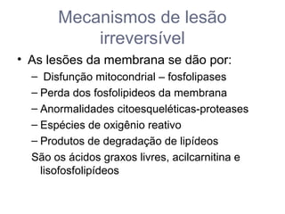 Mecanismos de lesão
irreversível
• As lesões da membrana se dão por:
– Disfunção mitocondrial – fosfolipases
– Perda dos fosfolipideos da membrana
– Anormalidades citoesqueléticas-proteases
– Espécies de oxigênio reativo
– Produtos de degradação de lipídeos
São os ácidos graxos livres, acilcarnitina e
lisofosfolipídeos
 