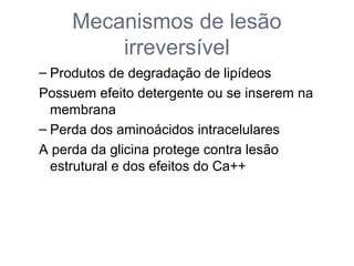 Mecanismos de lesão
irreversível
– Produtos de degradação de lipídeos
Possuem efeito detergente ou se inserem na
membrana
– Perda dos aminoácidos intracelulares
A perda da glicina protege contra lesão
estrutural e dos efeitos do Ca++
 