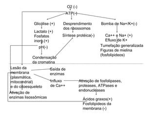 O2 (-)
ATP(-)
Glicólise (+)
Lactato (+)
Fosfatos
inorg.(+)
pH(-)
Condensação
da cromatina
Desprendimento
dos ribossomos
Síntese protéica(-)
Bomba de Na+/K+(-)
Ca++ e Na+ (+)
Efluxo de K+
Tumefação generalizada
Figuras de mielina
(fosfolipideos)
Lesão da
membrana
(plasmática,
mitocondrial)
e do citoesqueleto
Ativação de
enzimas lisossômicas
Saída de
enzimas
Influxo
de Ca++
Ativação de fosfolipases,
proteases, ATPases e
endonucleases
Ácidos graxos(+)
Fosfolipideos da
membrana (-)
 