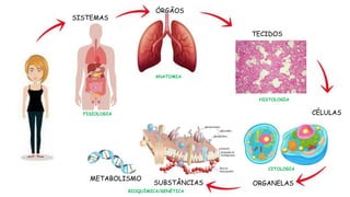 SISTEMAS
FISIOLOGIA
ANATOMIA
HISTOLOGIA
CITOLOGIA
BIOQUÍMICA/GENÉTICA
ÓRGÃOS
TECIDOS
CÉLULAS
ORGANELAS
SUBSTÂNCIAS
METABOLISMO
 