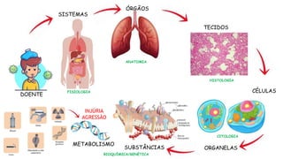 SISTEMAS
FISIOLOGIA
ANATOMIA
HISTOLOGIA
CITOLOGIA
BIOQUÍMICA/GENÉTICA
ÓRGÃOS
TECIDOS
CÉLULAS
ORGANELAS
SUBSTÂNCIAS
METABOLISMO
DOENTE
INJÚRIA
AGRESSÃO
 