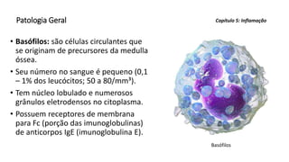 Patologia Geral
• Basófilos: são células circulantes que
se originam de precursores da medulla
óssea.
• Seu número no sangue é pequeno (0,1
– 1% dos leucócitos; 50 a 80/mm³).
• Tem núcleo lobulado e numerosos
grânulos eletrodensos no citoplasma.
• Possuem receptores de membrana
para Fc (porção das imunoglobulinas)
de anticorpos IgE (imunoglobulina E).
Capítulo 5: Inflamação
Basófilos
 