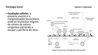 Patologia Geral
• Exudação cellular: o
primeiro evento é a
marginalização leucocitária,
onde os leucócitos migram
do centro da coluna
sanguínea passando a
ocupar a periferia do vaso.
Capítulo 5: Inflamação
 