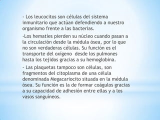 - Los leucocitos son células del sistema
inmunitario que actúan defendiendo a nuestro
organismo frente a las bacterias.
-Los hematíes pierden su núcleo cuando pasan a
la circulación desde la médula ósea, por lo que
no son verdaderas células. Su función es el
transporte del oxígeno desde los pulmones
hasta los tejidos gracias a su hemoglobina.
- Las plaquetas tampoco son células, son
fragmentos del citoplasma de una célula
denominada Megacariocito situada en la médula
ósea. Su función es la de formar coágulos gracias
a su capacidad de adhesión entre ellas y a los
vasos sanguíneos.
 