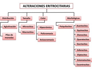 MorfológicasColorTamañoDistribución
MicrociticaAglutinación
Macrocitica
Policromasia
Hipocrómica
Eliptocitos
Esferocitos
Acantocitos
Equinocitos
Poiquilocitos
Dianocitos
Estomatocitos
Queratocitos
Dacriocitos
Excentrocitos
Pilas de
monedas
ALTERACIONES ERITROCITARIAS
Anisocromasia
 