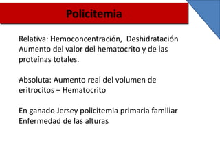 Policitemia
Relativa: Hemoconcentración, Deshidratación
Aumento del valor del hematocrito y de las
proteínas totales.
Absoluta: Aumento real del volumen de
eritrocitos – Hematocrito
En ganado Jersey policitemia primaria familiar
Enfermedad de las alturas
 