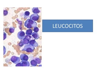 LEUCOCITOS
 