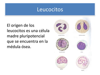 Leucocitos
El origen de los
leucocitos es una célula
madre pluripotencial
que se encuentra en la
médula ósea.
 