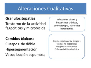 Alteraciones Cualitativas
Granulocitopatías
Trastorno de la actividad
fagociticas y microbicida
Cambios tóxicos:
Cuerpos de döhle.
Hipersegmentación
Vacuolización espumosa
Infecciones virales y
bacterianas crónicas,
quimioterapia, trastornos
hereditarios.
Sepsis, endotoxemia, drogas y
tóxinas no específicas
Neoplasias: Leucemias
Enfermedad Renal crónica
 