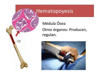 Hematopoyesis
Médula Ósea
Otros órganos: Producen,
regulan.
 