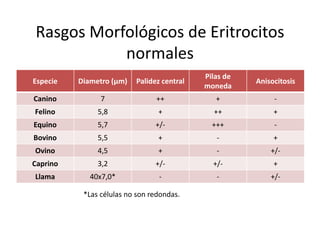 Rasgos Morfológicos de Eritrocitos
normales
Especie Diametro (µm) Palidez central
Pilas de
moneda
Anisocitosis
Canino 7 ++ + -
Felino 5,8 + ++ +
Equino 5,7 +/- +++ -
Bovino 5,5 + - +
Ovino 4,5 + - +/-
Caprino 3,2 +/- +/- +
Llama 40x7,0* - - +/-
*Las células no son redondas.
 
