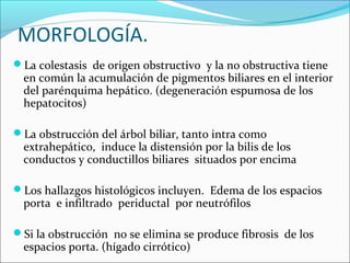 MORFOLOGÍA.
La colestasis de origen obstructivo y la no obstructiva tiene
en común la acumulación de pigmentos biliares en el interior
del parénquima hepático. (degeneración espumosa de los
hepatocitos)
La obstrucción del árbol biliar, tanto intra como
extrahepático, induce la distensión por la bilis de los
conductos y conductillos biliares situados por encima
Los hallazgos histológicos incluyen. Edema de los espacios
porta e infiltrado periductal por neutrófilos
Si la obstrucción no se elimina se produce fibrosis de los
espacios porta. (hígado cirrótico)
 