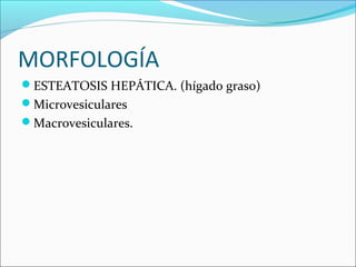 MORFOLOGÍA
ESTEATOSIS HEPÁTICA. (hígado graso)
Microvesiculares
Macrovesiculares.
 