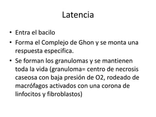 Latencia
• Entra el bacilo
• Forma el Complejo de Ghon y se monta una
respuesta especifica.
• Se forman los granulomas y se mantienen
toda la vida (granuloma= centro de necrosis
caseosa con baja presión de O2, rodeado de
macrófagos activados con una corona de
linfocitos y fibroblastos)
 