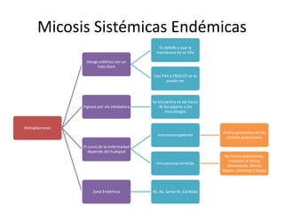 Micosis Sistémicas Endémicas
Histoplasmosis
Hongo esférico con un
halo claro
Es debido a que la
membrana no se tiñe
Con PAS o PROCOT se lo
puede ver
Ingresa por vía inhaladora
Se encuentra en las heces
de los pájaros y los
murciélagos
El curso de la enfermedad
depende del huésped
Inmunocompetente
Forma graulomas en los
vértices pulmonares
Inmuocomprometido
No forma granulomas.
Presenta la forma
diseminada. Afecta
hígado, intestino y hueso
Zona Endémica Bs. As. Santa Fe, Córdoba
 