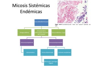 Micosis Sistémicas
Endémicas
Coccidioidomicosis
Hongo esférico
El curso de la
enfermedad depende
del huésped
Inmunocompetente
Asintomática
Inmuocomprometido
Forma diseminada
Afecta piel, meninges,
hígado
Lesiones exudativas
Zona endémica: Cuyo
 