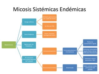 Micosis Sistémicas Endémicas
Blastomicosis
Hongo esférico
Múltiples gemaciones
(en rueda de timón)
Se tiñe con PAS
Zona Endémica
Chaco, Formosa,
Santiago del Estero
El curso de la
enfermedad depende
del huésped
Inmunocompetente
Forma granulomas y
microabsesos
Pulmonar
asintomática aguda
Pulmonar sintomática
aguda (fiebre disnea
infiltrado infamatorio)
Pulmonar crónica
(parecido a TBC)
Inmuocomprometido Diseminada
Fiebre, ulceras orales,
perforación del
paladar
Ingreso por vía
inhalatoria
 