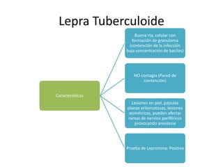 Lepra Tuberculoide
Características
Buena rta. celular con
formación de granuloma
(contención de la infección
baja concentración de bacilos)
NO contagia (Pared de
contención)
Lesiones en piel, pápulas
planas eritematosas, lesiones
asimétricas, pueden afectar
ramas de nervios periféricos
provocando anestesia
Prueba de Lepromina: Positiva
 
