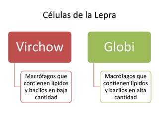 Células de la Lepra
Virchow
Macrófagos que
contienen lípidos
y bacilos en baja
cantidad
Globi
Macrófagos que
contienen lípidos
y bacilos en alta
cantidad
 