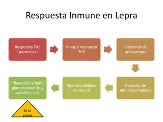Respuesta Inmune en Lepra
Respuesta Th1
(protectiva)
Viraje a respuesta
Th2
Formación de
anticuerpos
Depósito de
inmunocomplejos
Hipersensibilidad
de tipo III
Inflamación y daño:
glomerulonefritis,
vasculitis, etc.
Es lo
grave
 
