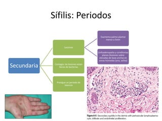 Sífilis: Periodos
Secundaria
Lesiones
Exantema palmo-plantar
menor a 5mm
Linfoadenopatia y condilomas
planos (lesiones sobre
elevadas de base ancha) en
zonas húmedas (ano, axilas)
Contagia: las lesiones estan
llenas de bacterias
Prosigue un periodo de
latencia
 
