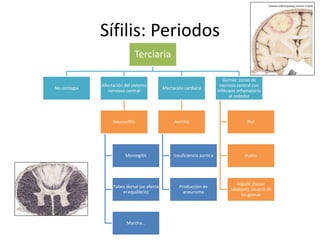 Sífilis: Periodos
Terciaria
No contagia
Afectación del sistema
nervioso central
Neurosífilis
Meningitis
Tabes dorsal (se afecta
el equilibrio)
Marcha…
Afectación cardíaca
Aortitis
Insuficiencia aortica
Producción de
aneurisma
Gomas: zonas de
necrosis central con
infiltrado inflamatorio
al rededor
Piel
Hueso
Hígado (hepar
lobatum): cicatriz de
las gomas
 