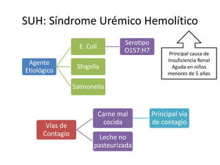 SUH: Síndrome Urémico Hemolítico
Agente
Etiológico
E. Coli
Serotipo
O157:H7
Shigella
Salmonella
Vías de
Contagio
Carne mal
cocida
Principal vía
de contagio
Leche no
pasteurizada
Principal causa de
Insuficiencia Renal
Aguda en niños
menores de 5 años
 