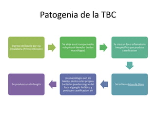 Patogenia de la TBC
Ingreso del bacilo por vía
inhalatoria (Primo infección)
Se aloja en el campo medio
sub pleural derecho (en los
macrófagos)
Se crea un foco inflamatorio
inespecífico que produce
caseificacion
Se lo llama Foco de Ghon
Los macrófagos con los
bacilos dentro o las propias
bacterias pueden migrar del
foco al ganglio linfático y
producen caseificacion ahí
Se produce una linfangits
 