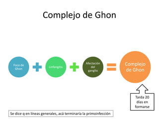Complejo de Ghon
Foco de
Ghon
Linfangitis
Afectación
del
ganglio
Complejo
de Ghon
Tarda 20
días en
formarse
Se dice q en líneas generales, acá terminaría la primoinfección
 