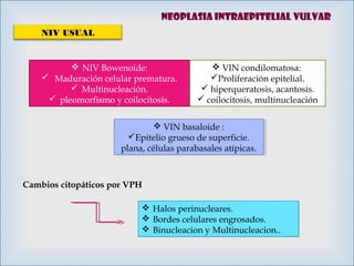 
NIV USUAL
Cambios citopáticos por VPH
 Halos perinucleares.
 Bordes celulares engrosados.
 Binucleacion y Multinucleacion..
 Halos perinucleares.
 Bordes celulares engrosados.
 Binucleacion y Multinucleacion..
 NIV Bowenoide:
 Maduración celular prematura.
 Multinucleación.
 pleomorfismo y coilocitosis.
 VIN condilomatosa:
Proliferación epitelial.
 hiperqueratosis, acantosis.
 coilocitosis, multinucleación
 VIN basaloide :
Epitelio grueso de superficie.
plana, células parabasales atípicas.
 VIN basaloide :
Epitelio grueso de superficie.
plana, células parabasales atípicas.
Neoplasia intraepitelial vulvar
 