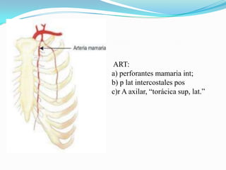 ----PIEL	 FASCIA              -------SUPERFICIALCOSTILLA--PECTORAL MENOR-----Ligamento de Cooper---- Lóbulo MamarioPECTORAL MAYOR--Conducto GalactóforoTejido Conectivo -------------Seno lactíferograsa retromamaria-----Conducto  extralobulillarTejido adiposo ---------Conducto intralobulillarLobulillos o ConductillosUNIDAD LOBULILLAR DUCTAL