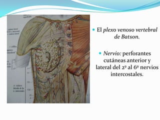  ART:a) perforantes mamaria int;        b) p lat intercostales posc)r A axilar, “torácica sup, lat.”