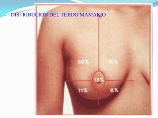 El plexo venoso vertebral de Batson.Nervio: perforantes cutáneas anterior y lateral del 2º al 6º nervios intercostales.