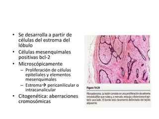 • Se desarrolla a partir de
células del estroma del
lóbulo
• Células mesenquimales
positivas bcl-2
• Microscópicamente
– Proliferación de células
epiteliales y elementos
mesenquimales
– Estroma pericanilicular o
intracanalicular
• Citogenética: aberraciones
cromosómicas
 