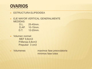 OVARIOS
 ESTRUCTURA ELIPSOIDEA
 EJE MAYOR VERTICAL GENERALMENTE
MEDIDAS:
D.L. 25-40mm.
D.AP. 10-15mm.
D.T. 12-20mm.
 Volumen normal:
MEF 9,8cm3
P.Menop.5,8cm3
Prepuber 3 cm3
 Volumenes maximos fase preovulatoria
minimos fase lutea
 