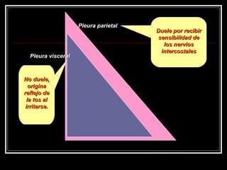 Pleura parietal Pleura visceral Duele por recibir sensibilidad de los nervios intercostales No duele, origina reflejo de la tos al irritarse. 
