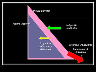 Pleura parietal Pleura visceral Irrigación sistémica Irrigación pulmonar y sistémica Estomas   Espacios  Lacunares    Linfaticos. 