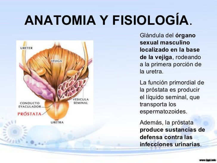 cancer de prostata anatomia y fisiologia cancer de prostata anatomia y fisiologia