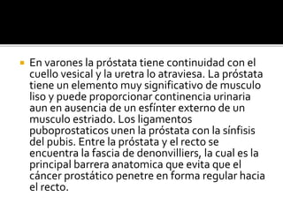  En varones la próstata tiene continuidad con el
cuello vesical y la uretra lo atraviesa. La próstata
tiene un elemento muy significativo de musculo
liso y puede proporcionar continencia urinaria
aun en ausencia de un esfínter externo de un
musculo estriado. Los ligamentos
puboprostaticos unen la próstata con la sínfisis
del pubis. Entre la próstata y el recto se
encuentra la fascia de denonvilliers, la cual es la
principal barrera anatomica que evita que el
cáncer prostático penetre en forma regular hacia
el recto.
 