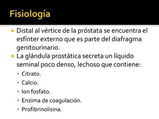  Distal al vértice de la próstata se encuentra el
esfínter externo que es parte del diafragma
genitourinario.
 La glándula prostática secreta un líquido
seminal poco denso, lechoso que contiene:
 Citrato.
 Calcio.
 Ion fosfato.
 Enzima de coagulación.
 Profibrinolisina.
 