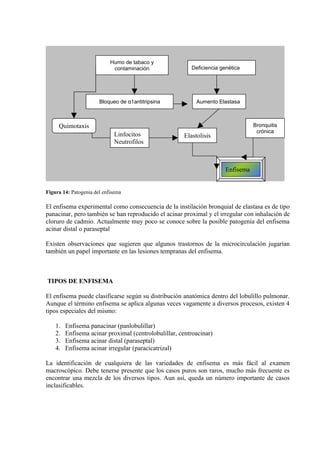Humo de tabaco y
                             contaminación               Deficiencia genética




                       Bloqueo de α1antitripsina           Aumento Elastasa



     Quimotaxis                                                                   Bronquitis
                                                                                   crónica
                             Linfocitos               Elastolisis
                             Neutrofilos



                                                                       Enfisema


Figura 14: Patogenia del enfisema

El enfisema experimental como consecuencia de la instilación bronquial de elastasa es de tipo
panacinar, pero también se han reproducido el acinar proximal y el irregular con inhalación de
cloruro de cadmio. Actualmente muy poco se conoce sobre la posible patogenia del enfisema
acinar distal o paraseptal

Existen observaciones que sugieren que algunos trastornos de la microcirculación jugarían
también un papel importante en las lesiones tempranas del enfisema.



TIPOS DE ENFISEMA

El enfisema puede clasificarse según su distribución anatómica dentro del lobulillo pulmonar.
Aunque el término enfisema se aplica algunas veces vagamente a diversos procesos, existen 4
tipos especiales del mismo:

    1.   Enfisema panacinar (panlobulillar)
    2.   Enfisema acinar proximal (centrolobulillar, centroacinar)
    3.   Enfisema acinar distal (paraseptal)
    4.   Enfisema acinar irregular (paracicatrizal)

La identificación de cualquiera de las variedades de enfisema es más fácil al examen
macroscópico. Debe tenerse presente que los casos puros son raros, mucho más frecuente es
encontrar una mezcla de los diversos tipos. Aun así, queda un número importante de casos
inclasificables.
 
