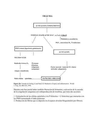 Figura 20: Tomado de Schlag, G and Redl, H; Mediators of injury and inflammation . World
J. Surg. 20, 406-410, 1996.

Durante esta fase puede haber también liberación de histamina y activación de la cascada
de la coagulación sanguínea con sobreproducción de trombina, que tiene dos acciones:

1. Estimulación de las células epiteliales (vía P-Selectina + L-Selectina) que interactúa con
los PMN aumentando el daño pulmonar.
2. Producción de fibrina que se deposita en el espacio alveolar bloqueándolo por fibrosis.
 