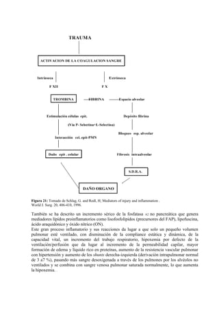 Figura 21: Tomado de Schlag, G. and Redl, H; Mediators of injury and inflammation .
World J. Surg. 20, 406-410, 1996.

También se ha descrito un incremento sérico de la fosfatasa A2 no pancreática que genera
mediadores lípidos proinflamatorios como lisofosfolípidos (precursores del FAP), lipofuscina,
ácido araquidónico y óxido nítrico (ON).
Este gran proceso inflamatorio y sus reacciones da lugar a que solo un pequeño volumen
pulmonar esté ventilado, con disminución de la compliance estática y dinámica, de la
capacidad vital, un incremento del trabajo respiratorio, hipoxemia por defecto de la
ventilación/perfusión que da lugar al incremento de la permeabilidad capilar, mayor
formación de edema y líquido rico en proteínas, aumento de la resistencia vascular pulmonar
con hipertensión y aumento de los shunts derecha-izquierda (derivación intrapulmonar normal
de 3 a7 %), pasando más sangre desoxigenada a través de los pulmones por los alvéolos no
ventilados y se combina con sangre venosa pulmonar saturada normalmente, lo que aumenta
la hipoxemia. .
 
