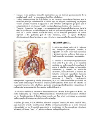     Faringe: es un conducto músculo membranoso que se extiende posteriormente de la
     cavidad nasal, bucal y se conecta con el esófago y la laringe.
    Laringe: como continuación de la faringe, es una estructura músculo-cartilaginosa, y es la
     estructura principal en la fonación, se ubican aquí los pliegues vestibulares y los pliegues
     vocales (cuerdas vocales), la epiglotis es una estructura cartilaginosa que junto con el
     estrechamiento de los pliegues vocales impiden el paso de alimento a los pulmones.
    Traquea y bronquios: La traquea es un conducto central desplazado ligeramente hacia la
     derecha por la aorta, constituida por una serie de anillos cartilaginosos, esta se bifurca a
     nivel de la quinta vértebra dorsal (la carina) en los bronquios principales, los cuales
     ingresan a los pulmones por el hilio pulmonar, estos se siguen dividiendo
     dicotómicamente hasta terminar en unas estructuras muy pequeñas llamadas bronquiolos.
Figura 2: Sistema Respiratorio
                                                     MICROANATOMIA

                                                    La tráquea se divide a nivel de la carina en
                                                    dos bronquios principales, derecho e
                                                    izquierdo, los cuales se dividen dicotómica
                                                    y progresivamente hasta que dan origen a
                                                    los bronquíolos terminales y respiratorios.

                                                    El lobulillo es una estructura poliédrica que
                                                    mide entre 1 y 2.5 cms. y se encuentra
                                                    centrada por un bronquíolo terminal que al
                                                    entrar al lobulillo se divide en bronquíolo
                                                    respiratorio y después en conductos
                                                    alveolares, sacos alveolares y alvéolos. El
                                                    lobulillo pulmonar secundario funciona
                                                    como una de las unidades básicas de la
                                                    estructura y       función,     configurando
subsegmentos, segmentos y lóbulos pulmonares y a su vez, están constituidos por acinos los
cuales están formados por docenas de alvéolos; sobre cada uno de los lados del lobulillo se
encuentran los septos inter-lobulillares que están formados por tejido conectivo discontinuo el
cual permite la comunicación directa entre un lobulillo y otro.

Los alvéolos también se encuentran intercomunicados a través de los poros de Kohn, los
cuales miden entre 5 y 15 micras. Otra estructura que permite la intercomunicación lobulillar
son los llamados canales de Lambert que permiten un flujo aéreo contralateral y comunican
los bronquíolos dístales preterminales con los alvéolos.

Se estima que entre 30 y 50 lobulillos primarios (conjunto formado por punto alveolar, atrio,
saco alveolar y alvéolo) constituyen un lobulillo secundario; mientras que el acino pulmonar
está centrado por un bronquíolo respiratorio y conformado por las respectivas estructuras
pulmonares dístales. Entre 3 y 5 acinos conforman un lobulillo pulmonar.
 