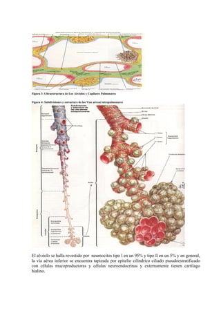 Figura 3: Ultraestructura de Los Alvéolos y Capilares Pulmonares

Figura 4: Subdivisiones y estructura de las Vías aéreas intrapulmonares




El alvéolo se halla revestido por neumocitos tipo l en un 95% y tipo ll en un 5% y en general,
la vía aérea inferior se encuentra tapizada por epitelio cilíndrico ciliado pseudoestratificado
con células mucoproductoras y células neuroendocrinas y externamente tienen cartílago
hialino.
 