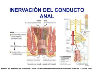 MOORE, K.L. Anatomía con Orientación Clínica, Ed. Médica Panamericana-Sans Tache-Williams et Wilkins, 7ª Edición, 2012
 