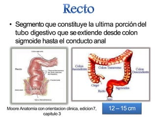 • Segmento que constituye la ultima porcióndel
tubo digestivo que seextiende desde colon
sigmoide hasta el conducto anal
12 – 15 cmMoore Anatomia con orientacion clinica, edicion7,
capitulo 3
 